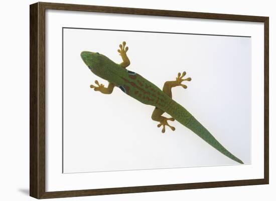 Giant Day Gecko-DLILLC-Framed Photographic Print