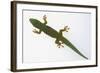 Giant Day Gecko-DLILLC-Framed Photographic Print