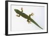 Giant Day Gecko-DLILLC-Framed Photographic Print