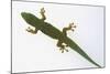 Giant Day Gecko-DLILLC-Mounted Photographic Print