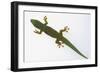 Giant Day Gecko-DLILLC-Framed Photographic Print