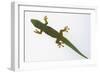 Giant Day Gecko-DLILLC-Framed Photographic Print