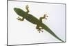 Giant Day Gecko-DLILLC-Mounted Photographic Print