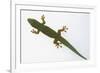 Giant Day Gecko-DLILLC-Framed Photographic Print