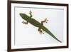 Giant Day Gecko-DLILLC-Framed Photographic Print