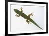 Giant Day Gecko-DLILLC-Framed Photographic Print