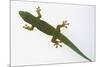 Giant Day Gecko-DLILLC-Mounted Photographic Print