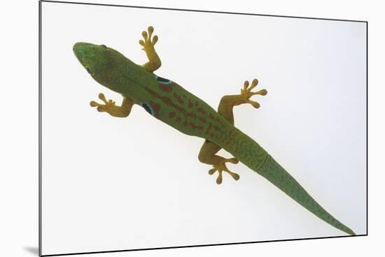 Giant Day Gecko-DLILLC-Mounted Photographic Print