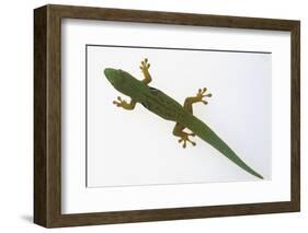 Giant Day Gecko-DLILLC-Framed Photographic Print