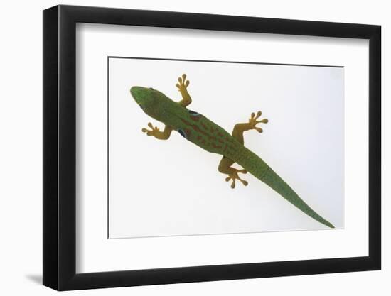 Giant Day Gecko-DLILLC-Framed Photographic Print