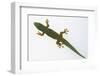 Giant Day Gecko-DLILLC-Framed Photographic Print