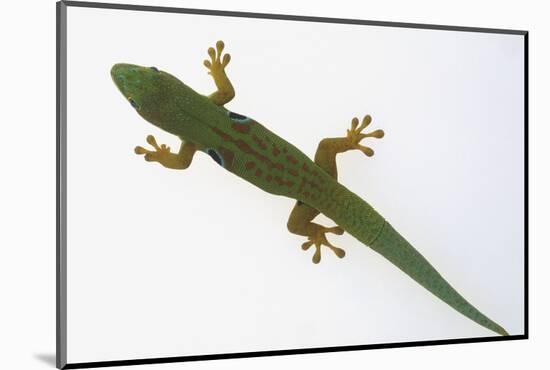 Giant Day Gecko-DLILLC-Mounted Photographic Print