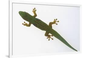 Giant Day Gecko-DLILLC-Framed Photographic Print