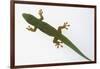 Giant Day Gecko-DLILLC-Framed Photographic Print