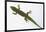 Giant Day Gecko-DLILLC-Framed Photographic Print