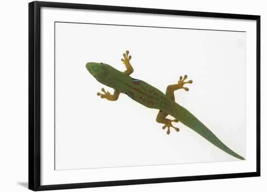 Giant Day Gecko-DLILLC-Framed Photographic Print