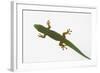 Giant Day Gecko-DLILLC-Framed Photographic Print