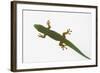 Giant Day Gecko-DLILLC-Framed Photographic Print