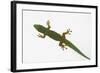 Giant Day Gecko-DLILLC-Framed Photographic Print