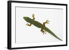 Giant Day Gecko-DLILLC-Framed Photographic Print