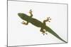 Giant Day Gecko-DLILLC-Mounted Photographic Print