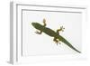 Giant Day Gecko-DLILLC-Framed Photographic Print