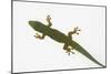 Giant Day Gecko-DLILLC-Mounted Photographic Print