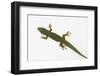 Giant Day Gecko-DLILLC-Framed Photographic Print