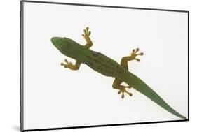 Giant Day Gecko-DLILLC-Mounted Photographic Print