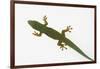 Giant Day Gecko-DLILLC-Framed Photographic Print