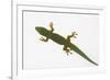 Giant Day Gecko-DLILLC-Framed Photographic Print