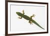 Giant Day Gecko-DLILLC-Framed Photographic Print