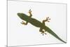 Giant Day Gecko-DLILLC-Mounted Photographic Print