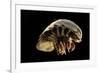 Giant Deepsea Isopod (Bathynomus Giganteus) Specimen From The South Atlantic Ocean-Solvin Zankl-Framed Photographic Print