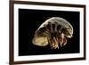 Giant Deepsea Isopod (Bathynomus Giganteus) Specimen From The South Atlantic Ocean-Solvin Zankl-Framed Photographic Print