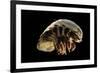Giant Deepsea Isopod (Bathynomus Giganteus) Specimen From The South Atlantic Ocean-Solvin Zankl-Framed Photographic Print