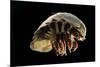 Giant Deepsea Isopod (Bathynomus Giganteus) Specimen From The South Atlantic Ocean-Solvin Zankl-Mounted Photographic Print