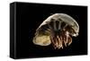 Giant Deepsea Isopod (Bathynomus Giganteus) Specimen From The South Atlantic Ocean-Solvin Zankl-Framed Stretched Canvas