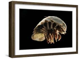 Giant Deepsea Isopod (Bathynomus Giganteus) Specimen From The South Atlantic Ocean-Solvin Zankl-Framed Photographic Print