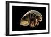 Giant Deepsea Isopod (Bathynomus Giganteus) Specimen From The South Atlantic Ocean-Solvin Zankl-Framed Photographic Print