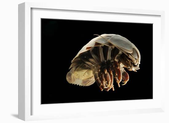 Giant Deepsea Isopod (Bathynomus Giganteus) Specimen From The South Atlantic Ocean-Solvin Zankl-Framed Photographic Print