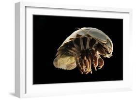 Giant Deepsea Isopod (Bathynomus Giganteus) Specimen From The South Atlantic Ocean-Solvin Zankl-Framed Photographic Print