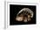 Giant Deepsea Isopod (Bathynomus Giganteus) Specimen From The South Atlantic Ocean-Solvin Zankl-Framed Photographic Print