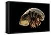 Giant Deepsea Isopod (Bathynomus Giganteus) Specimen From The South Atlantic Ocean-Solvin Zankl-Framed Stretched Canvas