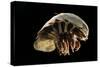 Giant Deepsea Isopod (Bathynomus Giganteus) Specimen From The South Atlantic Ocean-Solvin Zankl-Stretched Canvas
