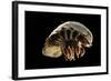 Giant Deepsea Isopod (Bathynomus Giganteus) Specimen From The South Atlantic Ocean-Solvin Zankl-Framed Photographic Print