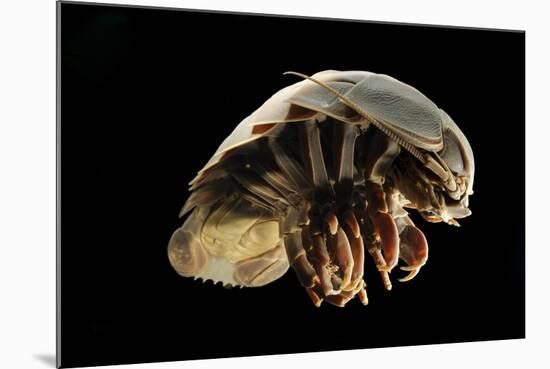 Giant Deepsea Isopod (Bathynomus Giganteus) Specimen From The South Atlantic Ocean-Solvin Zankl-Mounted Photographic Print