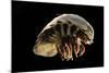 Giant Deepsea Isopod (Bathynomus Giganteus) Specimen From The South Atlantic Ocean-Solvin Zankl-Mounted Photographic Print