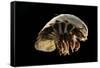 Giant Deepsea Isopod (Bathynomus Giganteus) Specimen From The South Atlantic Ocean-Solvin Zankl-Framed Stretched Canvas