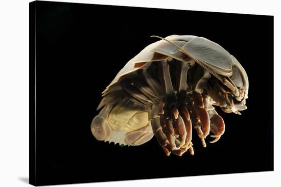 Giant Deepsea Isopod (Bathynomus Giganteus) Specimen From The South Atlantic Ocean-Solvin Zankl-Stretched Canvas